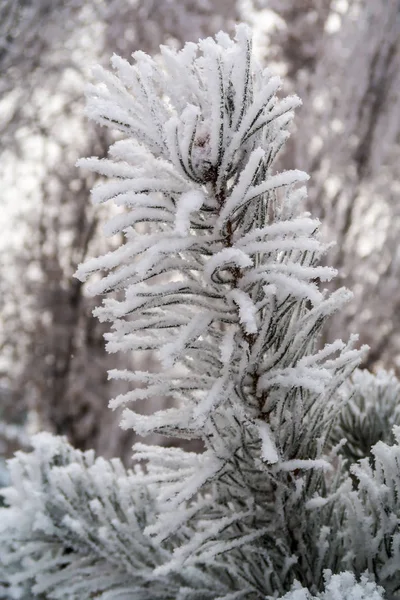 Kar Köknar Ağaçlarının Iğne Üzerinde Kapat — Stok fotoğraf