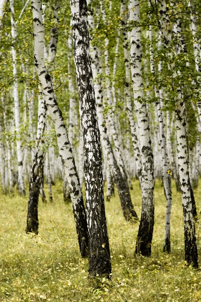 Birch Forest Autumn Landscape — Stock Photo, Image