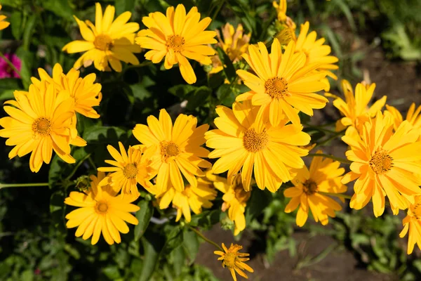 Gele Daisy Bloemen Close — Stockfoto