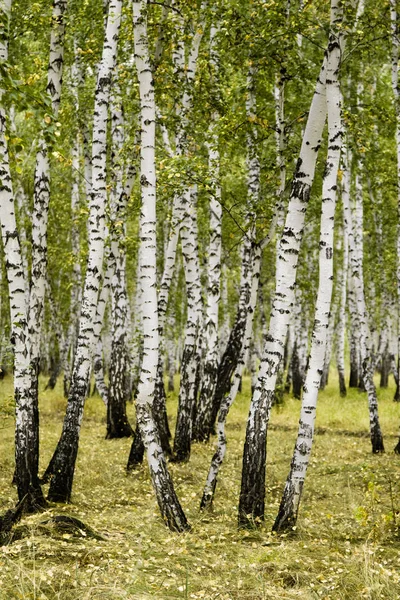 Björk Skog Höstlandskap — Stockfoto