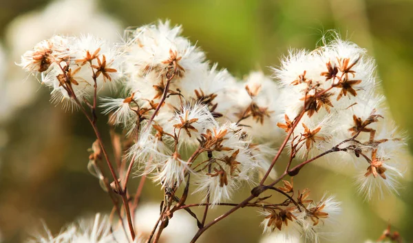 Pelsverk Naturen Høst – stockfoto