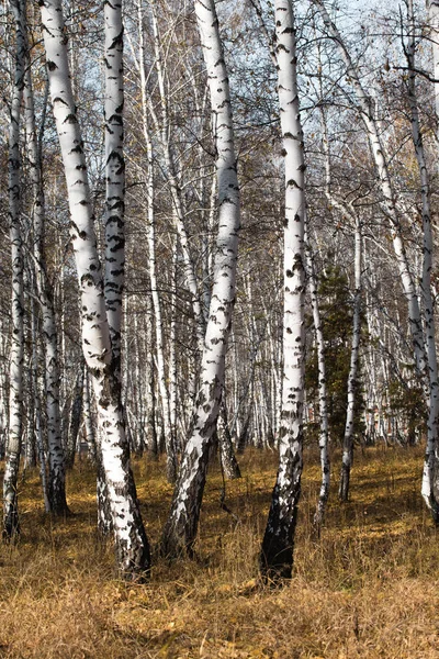 Bosque Abedul Otoño Sin Hojas —  Fotos de Stock