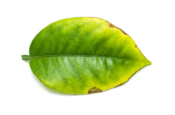 Folha Verde Uma Árvore Fundo Branco — Fotografia de Stock