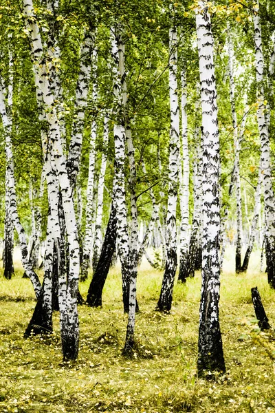 Birkenwälder Sommerlandschaft — Stockfoto