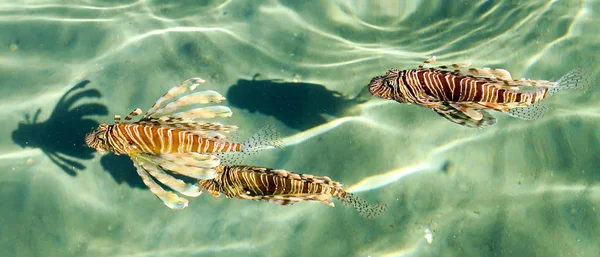 Top view through the water, fish lionfish (Pterois) - the genus of luciform fish of the Scorpion family.