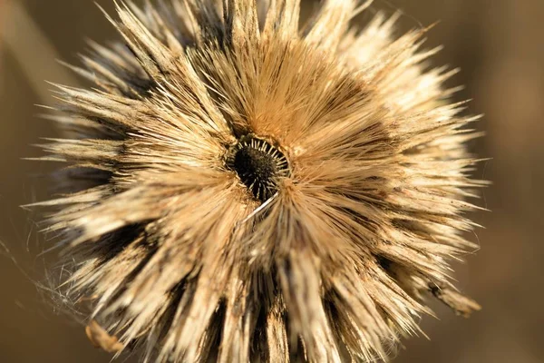 Dry Withered Autumn Thistles — Stock Photo, Image