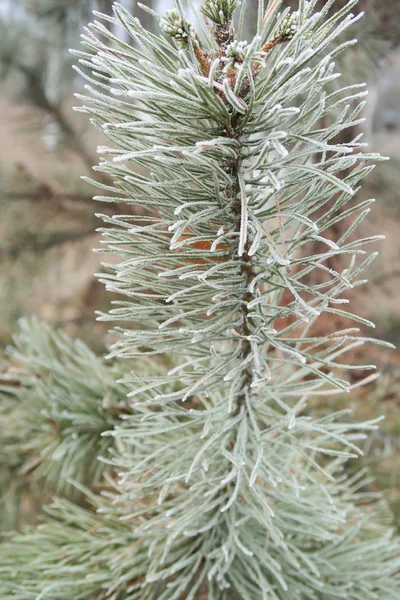 Spruce Needles Needles Close — Stock Photo, Image