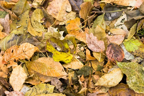 Umgestürzte Graugelbe Blätter Von Bäumen Hintergrund — Stockfoto