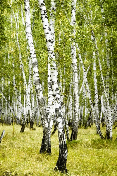 Betulla Foresta Estate Paesaggio — Foto Stock