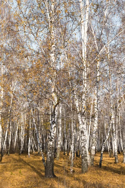 葉のない秋の白樺の森 — ストック写真