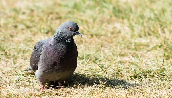 Tauben Sitzen Gras — Stockfoto