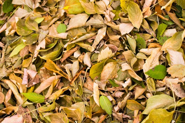 Folhagem Amarela Cinza Caído Árvores Fundo — Fotografia de Stock