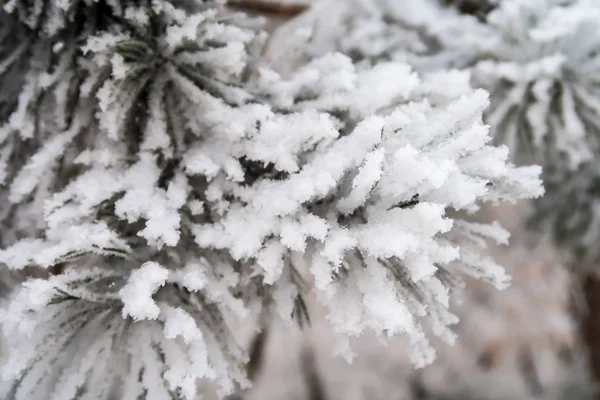 Snow Needles Fir Trees Close — Stock Photo, Image