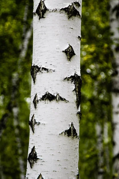 Birch Las Lato Krajobraz — Zdjęcie stockowe