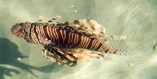 魚ミノカサゴ Pterois スコーピオン家族の Luciform 魚の属 水を介してトップ ビュー — ストック写真