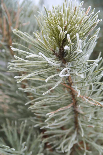 Spruce Needles Needles Close — Stock Photo, Image