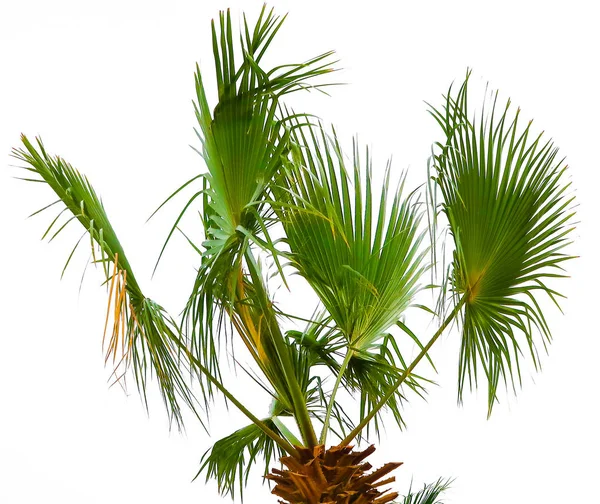 Palm Leaves White Background — Stock Photo, Image
