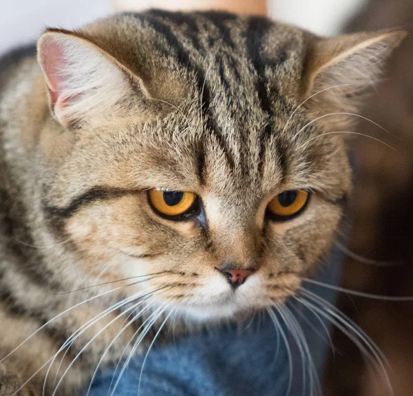 Kedi Eve Yakın Çekim Portre — Stok fotoğraf