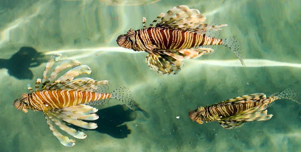 Top view through the water, fish lionfish (Pterois) - the genus of luciform fish of the Scorpion family.