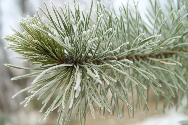 Spruce Needles Needles Close — Stock Photo, Image