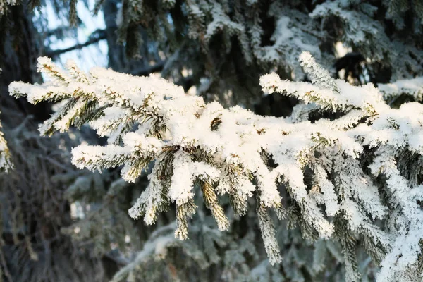 Abeto Árvore Inverno Neve — Fotografia de Stock