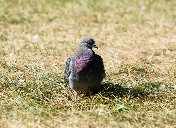 Tauben Sitzen Gras — Stockfoto