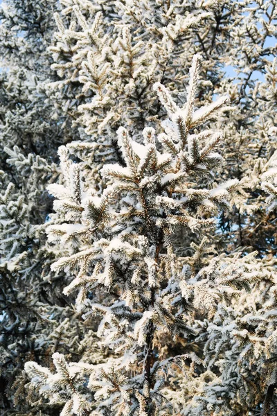 Zimní Strom Smrk Sněhu — Stock fotografie
