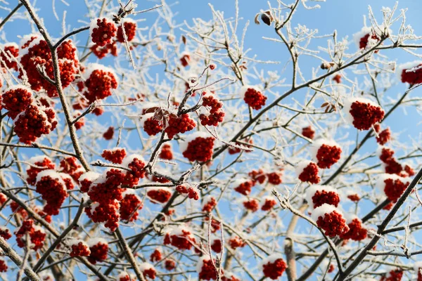 Mountain Ash Sneeuw Tegen Hemel — Stockfoto