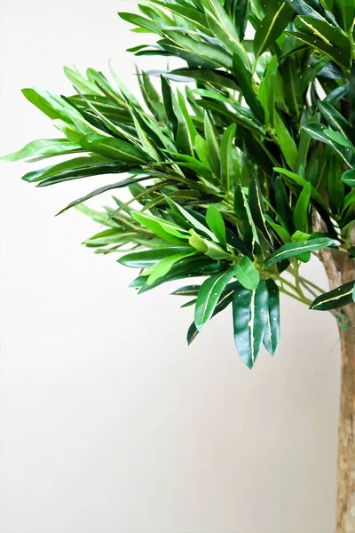 stock image green plant tree interior