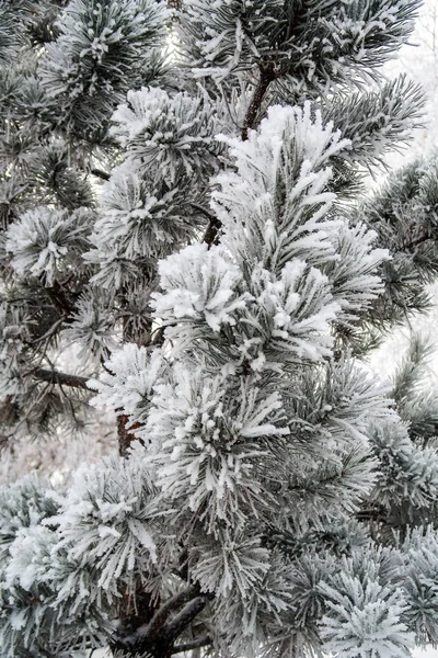 Snow Needles Fir Trees Close — Stock Photo, Image