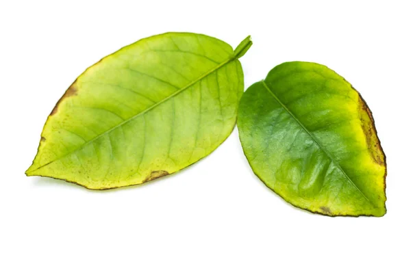 Green Leaf Tree White Background — Stock Photo, Image