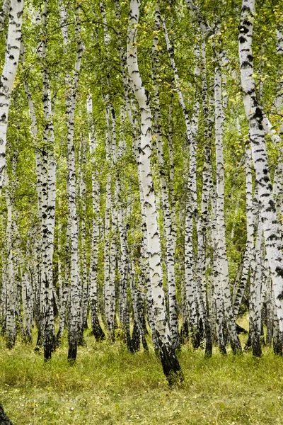 Birkenwald Herbstlandschaft — Stockfoto