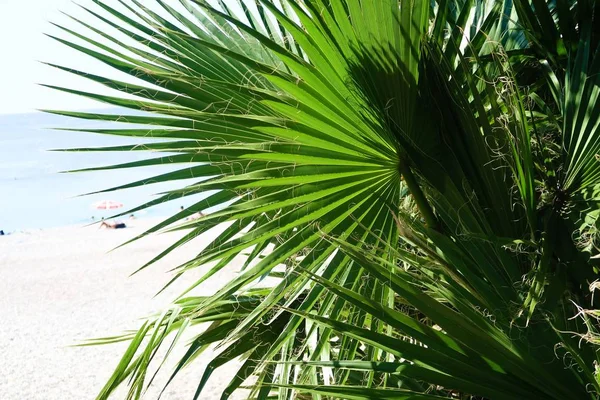 Palm Bomen Zee Landschap Zomer — Stockfoto