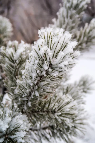 Nieve Las Agujas Los Abetos Cerca — Foto de Stock