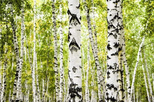Birch Les Letní Krajina — Stock fotografie