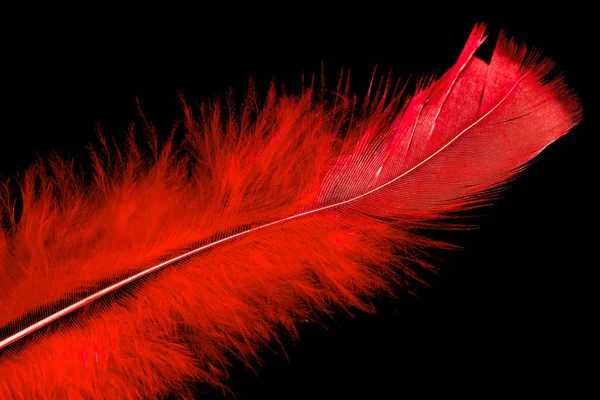 Pluma Pájaro Colorido Sobre Fondo Negro — Foto de Stock