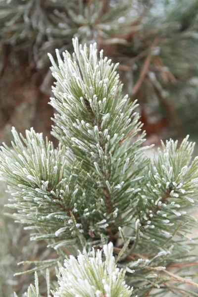 Spruce Needles Needles Close — Stock Photo, Image