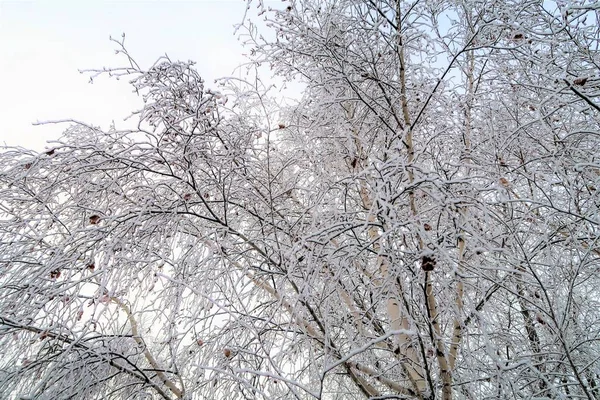 Berken Takken Bedekt Met Sneeuw — Stockfoto