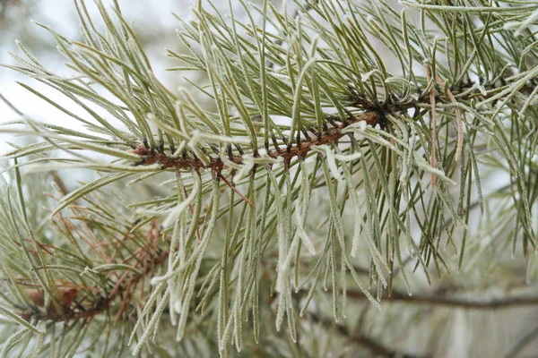 Spruce Needles Needles Close — Stock Photo, Image