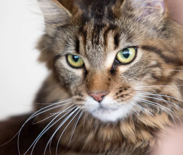 Kedi Eve Yakın Çekim Portre — Stok fotoğraf