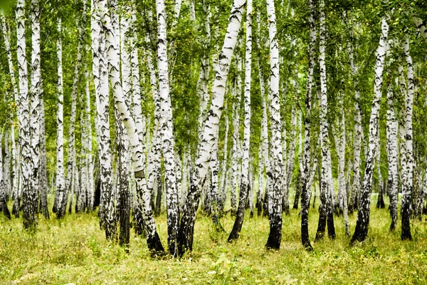 Летний Пейзаж Березовых Лесов — стоковое фото