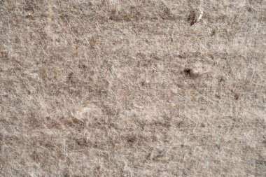 Koyun veya deve yün veya halı yapılmış