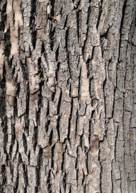 Ağaç kabuğu arka plan. Doğal arka plan