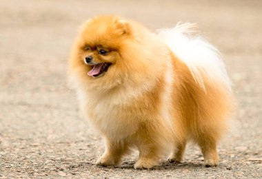 Şirin ve kabarık Spitz köpek bir yürüyüş