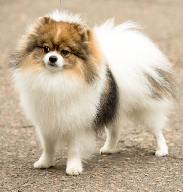 Şirin ve kabarık Spitz köpek bir yürüyüş