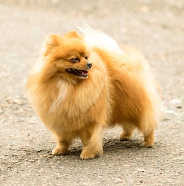 Şirin ve kabarık Spitz köpek bir yürüyüş