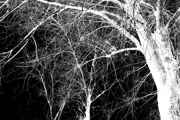 Branches Arbre Sans Feuilles Noir Blanc Photo — Photo