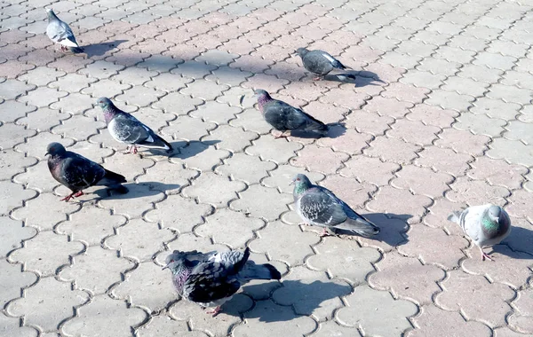 Güvercin Sokak Asfalt Üzerinde — Stok fotoğraf