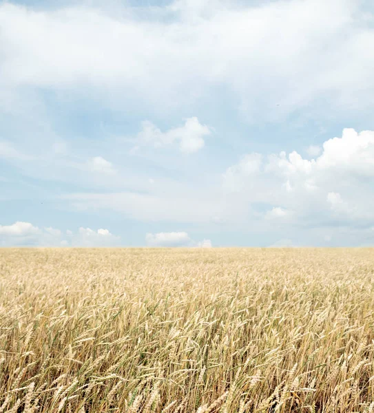 Buğday tarlası ve bulutlu mavi gökyüzü