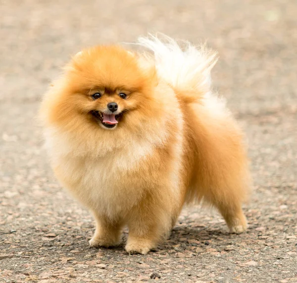 Şirin ve kabarık Spitz köpek bir yürüyüş